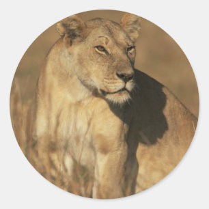 Lioness Camouflaged Runder Aufkleber