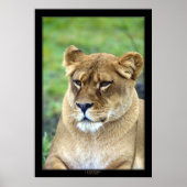 Lioness (Farbversion) Poster (Vorne)