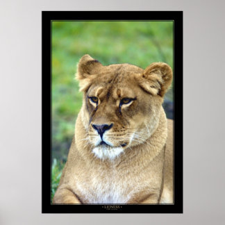 Lioness (Farbversion) Poster