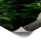 Lioness Fotografie Poster (Ecke)