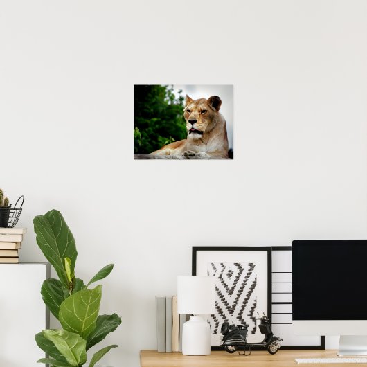 Lioness Fotografie Poster (Heimbüro)