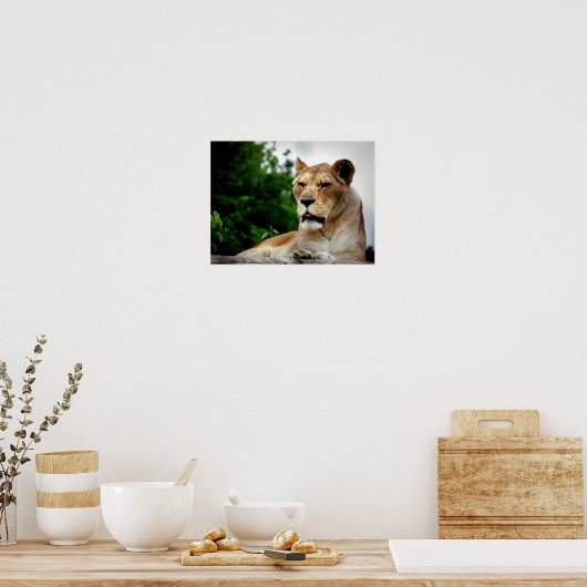 Lioness Fotografie Poster (Küche)