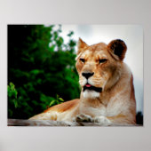 Lioness Fotografie Poster (Vorne)