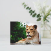 Lioness Fotografie Postkarte (Stehend Vorderseite)