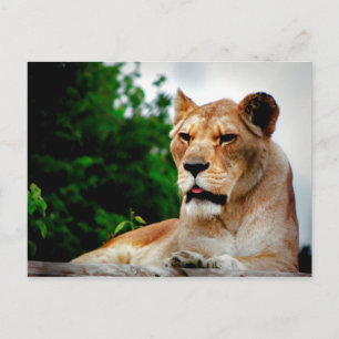 Lioness Fotografie Postkarte