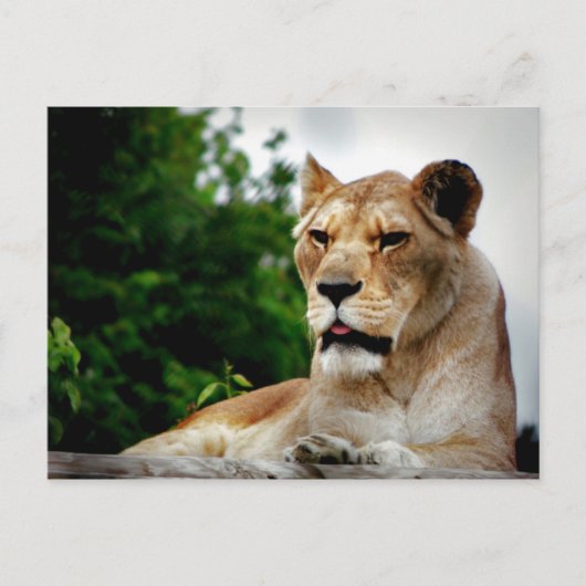 Lioness Fotografie Postkarte (Vorderseite)