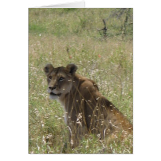 Lioness im großen Gras