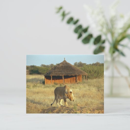 Lioness in Namibia Postkarte (Stehend Vorderseite)