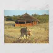 Lioness in Namibia Postkarte (Vorderseite)