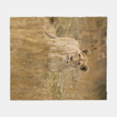 LIONESS IN THE GRASS FLEECEDECKE (Vorderseite (Horizontal))