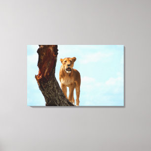 Lioness Leinwanddruck