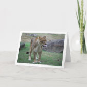 Lioness Licken Lippen Karte (Vorderseite)