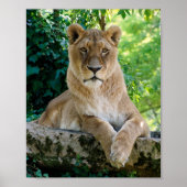 Lioness liegt auf dem Felsen Poster (Vorne)