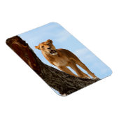 Lioness Magnet (Rechte Seite)