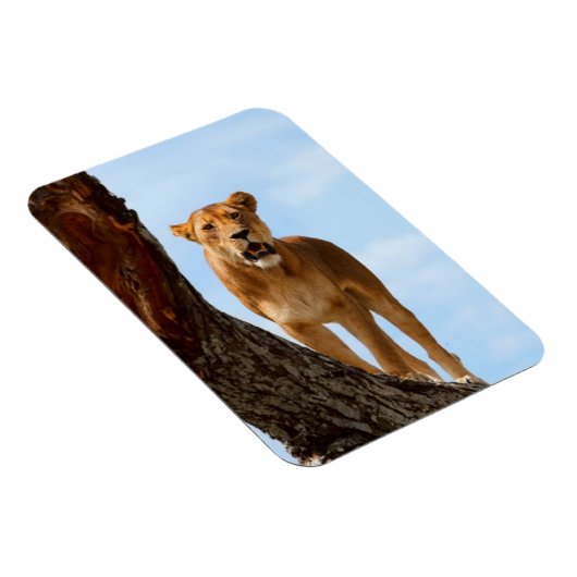 Lioness Magnet (Rechte Seite)