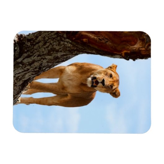 Lioness Magnet (Horizontal)