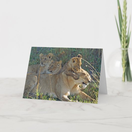 LIONESS MIT DREI CUBS Grußkarte Karte (Vorderseite)