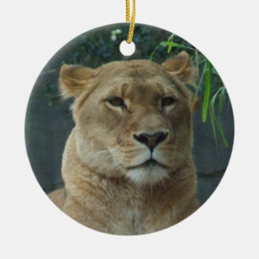 Lioness Ornament (Vorne)