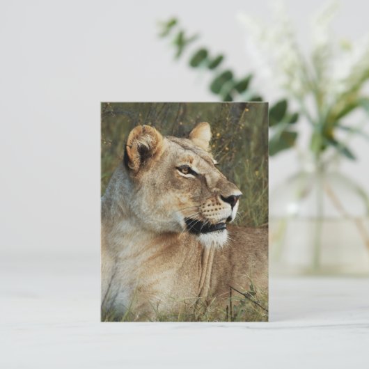 Lioness Panthera Leo Foto Postkarte (Stehend Vorderseite)