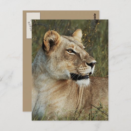 Lioness Panthera Leo Foto Postkarte (Vorne/Hinten)