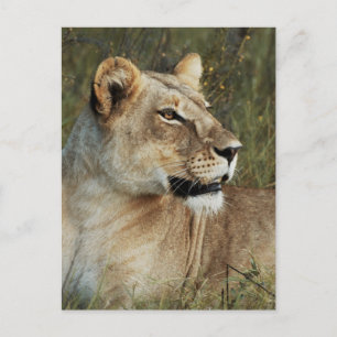 Lioness Panthera Leo Foto Postkarte