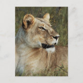 Lioness Panthera Leo Foto Postkarte (Vorderseite)