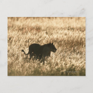Lioness (Panthera leo), in langen Gras silhoutiert Postkarte