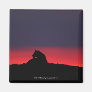 Lioness (Panthera leo) sitzend, bei Sonnenuntergan Magnet