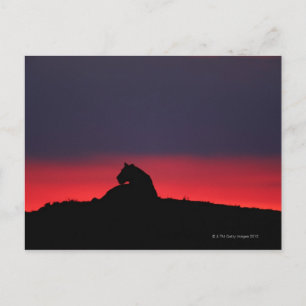 Lioness (Panthera leo) sitzend, bei Sonnenuntergan Postkarte