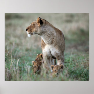 Lioness (Panthera leo) und Cubs, Masai Mara Poster