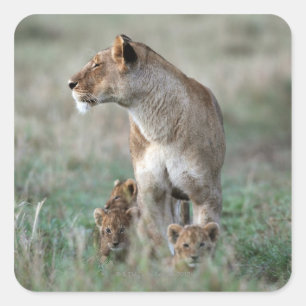 Lioness (Panthera leo) und Cubs, Masai Mara Quadratischer Aufkleber