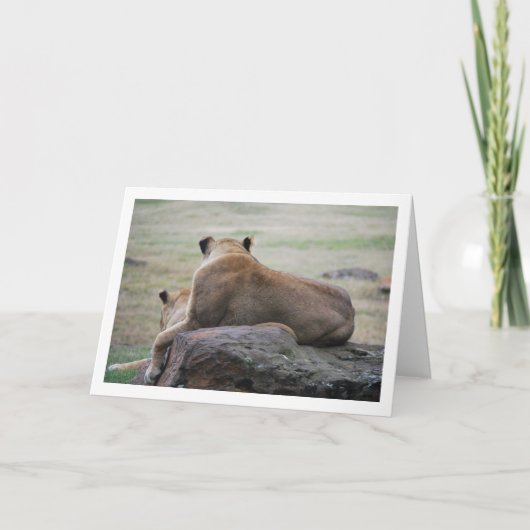 Lioness Portrait Karte (Vorderseite)
