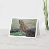 Lioness Portrait Karte (Vorderseite)