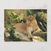 Lioness Postcard Postkarte (Vorderseite)