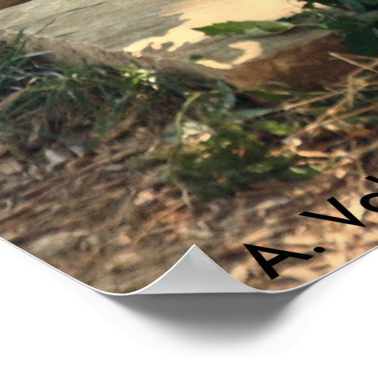 Lioness Poster (Ecke)