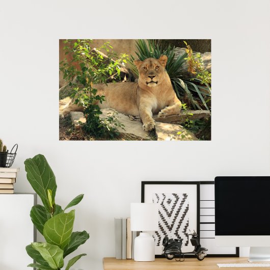 Lioness Poster (Heimbüro)