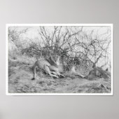 Lioness Poster (Vorne)
