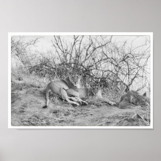 Lioness Poster (Vorne)