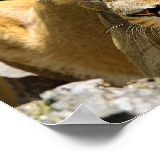 Lioness Poster (Ecke)