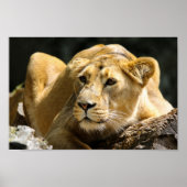 Lioness Poster (Vorne)