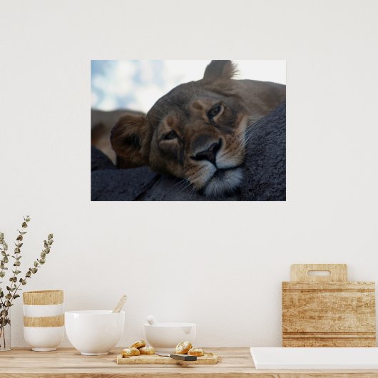 Lioness Poster (Küche)