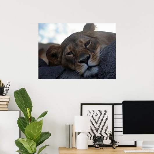 Lioness Poster (Heimbüro)