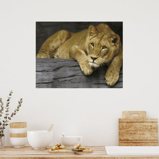 Lioness Poster (Küche)