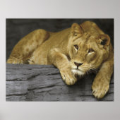 Lioness Poster (Vorne)