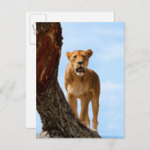 Lioness Postkarte (Vorne/Hinten)