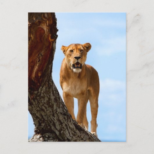 Lioness Postkarte (Vorderseite)