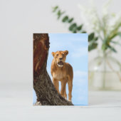 Lioness Postkarte (Stehend Vorderseite)