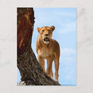 Lioness Postkarte