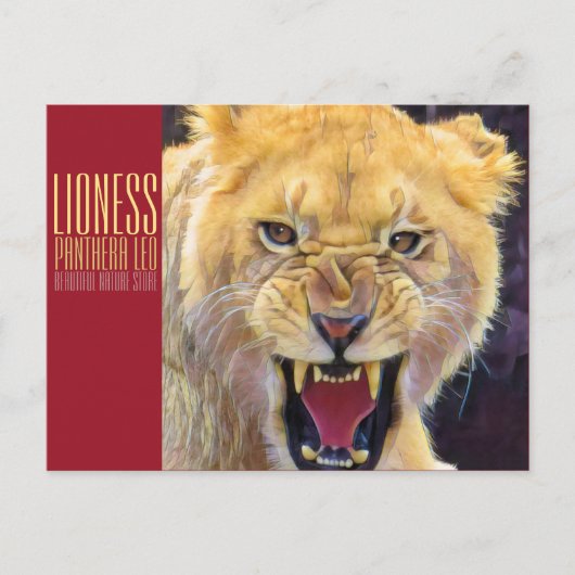 Lioness [Postkarte] Postkarte (Vorderseite)