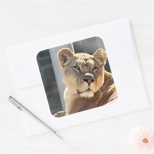 Lioness Quadratischer Aufkleber (Umschlag)